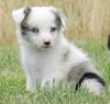 7 American Border Collie Puppy's For Sale