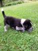 Affectionate And Affordable Border Collie Puppies