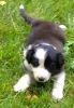 Nice looking Border Collie puppies ready to go