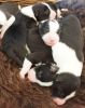 Coming Soon! Border collie puppies