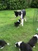 Cute Border Collie rehoming