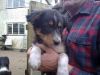 Really Pretty Welsh Border Collie Puppies