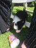 Lovely Border Collie Puppy