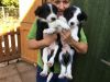 Buitiful Border Collie Pups