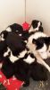 Border Collie Puppies Pure Bred