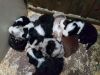Black Border Collie Pups For Sale!