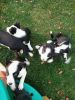 Beautiful Border Collie Puppies For Sale