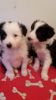 Border Collie Puppies Pure Bred
