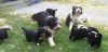 Two Beautiful Border Collie Puppies For Sale