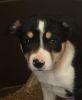 *5 Gorgeous Very Bright Border Collie Puppies*