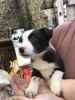 2 Male and female Border Collie Pups