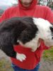 Border Collies Puppies For Sale