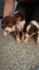 Red Tri Border Collie Pups! Only 1 Girl Left