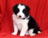 Cute Border Collie Puppy
