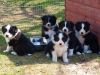 BORDER COLLIE Available