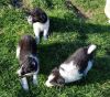 Stunning Litter Of Border Collie Pups For Sale.