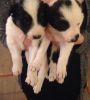 border collie puppies - akc registered