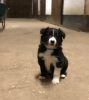 4 Border Collie Puppies Available