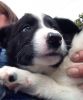 akc border collie puppies for valentines day!| dreams come true| bo