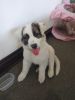 9 week pure bred Border Collie. Sweet girl, great with kids and other