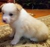 Excellent Border Collie pups ready for sale