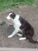 Rehoming 9 month old male Border Collie