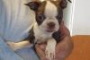 Male/female Boston Terrier Puppies For Sale.