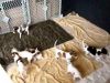 Lovely Male/female Borzoi Puppies For Sale.