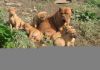 Bordeaux Puppies