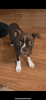 Female Boston Terrier for sale