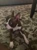 Bentley 6 month old Red Boston Terrier