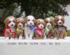 Registered Goldendoodle Pups