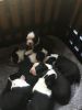 Boston Terrier puppies born 12/2/21, &12/11/21. Ckc registered