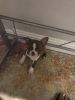 4 month Boston Terrier AKC