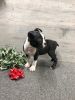 Adorable Boston terrier puppies For Sale