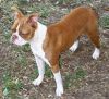 Red and white male boston terrier puppy