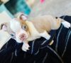 Boston terrier puppies for free adoption