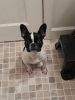 Frenchton 6 months old