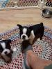 Four Boston terriers are ready for love.