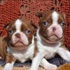 Boston Terrier puppies for sale