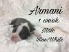 AKC Boston Terrier Puppies For Sale!!!