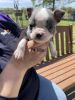 Boston Terrier puppy-JULIE