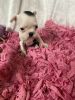 Boston Terrier Puppy-Dottie