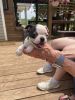 Boston Terrier Puppy-Jodie
