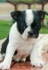Well Socialized Boston Terrier puppies
