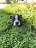 Boston Terrier Puppy-Butch