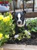 Beautiful female Boston Terrier puppy-Remi