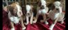Trained boston terrier puppies