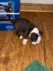 Port City Boston Terriers Available