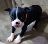 Boston Terrier- Boston Bully Puppies